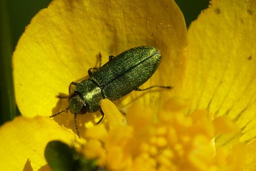 Réf. 181 205 : Anthaxia nitidula